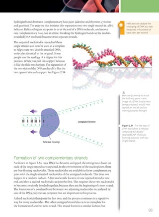 hydrogen bonds between complementary base pairs (adenine and thymine, cytosine
and guanine). The enzyme that initiates this separation into two single strands is called
helicase. Helicase begins at a point in or at the end of a DNA molecule, and moves
one complementary base pair at a time, breaking the hydrogen bonds so the double-
stranded DNA molecule becomes two separate strands.
The unpaired nucleotides on each of these
single strands can now be used as a template
to help create two double-stranded DNA
molecules identical to the original. Some
people use the analogy of a zipper for this
process. When you pull on a zipper, helicase
is like the slide mechanism. The separation of
the two sides of the DNA molecule is like the
two opened sides of a zipper. See Figure 2.34.
C A G G T A G T A C C T A C G
G T A T C G
C
A
T
G
G
A
T
G
C
C
A
T
A
G
C
G T C C A T
helicase moving
unzipped section
Formation of two complementary strands
As shown in Figure 2.34, once DNA has become unzipped, the nitrogenous bases on
each of the single strands are unpaired. In the environment of the nucleoplasm, there
are free-floating nucleotides. These nucleotides are available to form complementary
pairs with the single-stranded nucleotides of the unzipped molecule. This does not
happen in a random fashion. A free nucleotide locates on one opened strand at one
end, and then a second nucleotide can join the first. This requires these two nucleotides
to become covalently bonded together, because they are the beginning of a new strand.
The formation of a covalent bond between two adjoining nucleotides is catalysed by
one of the DNA polymerase enzymes that are important in this process.
A third nucleotide then joins the first two, and the process continues in a repetitive
way for many nucleotides. The other unzipped strand also acts as a template for
the formation of another new strand. This strand forms in a similar fashion, but
Helicase can catalyse the
unzipping of DNA at a rate
measured in hundreds of
base pairs per second.
Helicase (currently at about
the half-way point in this
image of a DNA double helix
being unzipped) would have
started on the left and be
moving towards the right.
Figure 2.34 The ﬁrst step of
DNA replication is helicase
unzipping the double-
stranded DNA molecule,
forming a section with two
single strands.
93
M02_BIO_SB_IBDIP_9045_U02.indd 93 26/09/2014 12:05
 