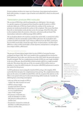 Protein synthesis involves two major sets of reactions, transcription and translation.
Both either produce or require a type of nucleic acid called RNA, which was discussed
in Section 2.6.
Transcription produces RNA molecules
The sections of DNA that code for polypeptides are called genes. Any one gene
is a specific sequence of nitrogenous bases found in a specific location in a DNA
molecule. Molecules of DNA are found within the confines of the nucleus, yet
proteins are synthesized outside the nucleus in the cytoplasm. This means that there
has to be an intermediary molecule that carries the message of the DNA (the code)
to the cytoplasm where the enzymes, ribosome, and amino acids are found. This
intermediary molecule is called messenger RNA (mRNA).
The nucleoplasm (fluid in the nucleus) contains free nucleotides, as mentioned earlier.
In addition to the free nucleotides used for DNA replication, the nucleoplasm also
contains free RNA nucleotides. Each of these is different from the DNA counterpart,
because RNA nucleotides contain the sugar ribose not deoxyribose. Another major
difference is that no RNA nucleotides contain thymine; instead there is a nitrogenous
base unique to RNA, called uracil.
The transcription process
The process of transcription begins when an area of DNA of one gene becomes
unzipped (see Figure 2.40). This is very similar to the unzipping process involved in
DNA replication, but in this case only the area of the DNA where the particular gene is
found is unzipped. The two complementary strands of DNA are now single-stranded
in the area of the gene. Recall that RNA (which includes mRNA) is a single-stranded
molecule. This means that only one of the two strands of DNA will be used as a
template to create the mRNA molecule. An enzyme called RNA polymerase is used as
the catalyst for this process.
As RNA polymerase moves along the strand of DNA acting as the template, RNA
nucleotides float into place by complementary base pairing. The complementary base
pairs are the same as in double-stranded DNA, with the exception that adenine on the
DNA is now paired with uracil on the newly forming mRNA molecule. Consider the
following facts concerning transcription:
• only one of the two strands of DNA is
‘copied,’ the other strand is not used
• mRNA is always single-
stranded and shorter than the
DNA that it is copied from,
as it is a complementary
copy of only one gene
• the presence of thymine in a
molecule identifies it as DNA
(the presence of deoxyribose is
another clue)
• the presence of uracil in a molecule
identifies it as RNA (the presence of
ribose is another clue).
T A A C C G T
A T T G G C A
C G C C G A
G C G G C T
free RNA nucleotides
RNA polymerase
C
A
A
G
m
RNA transcribed
T
A
C
G
G
C A A A C A G G C T T A C G T A C C A T A C
G
A
T
C
A
U
G
C
C G U U U G U C C G A A U G C A U G G U
A
T
G
C
C
G
T T T G T C C G A A T G C A T G G T A T G
C
T
A
G
this strand of DNA is not transcribed
P
P
P
this strand of DNA is the gene
P
C G
G C
C A T A C
G
A
T
C
CC
G G U
T
A
G
helicase-like
activity
Figure 2.40 Transcription
(synthesis of an RNA
molecule). RNA polymerase
has helicase-like activity as
it plays a role in opening the
DNA double helix. It also
catalyses the addition of free
RNA nucleotide to the growing
mRNA strands.
97
M02_BIO_SB_IBDIP_9045_U02.indd 97 26/09/2014 12:05
 