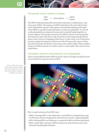 The genetic code is written in triplets
DNA
triplet
→ (transcription) →
mRNA
(codon)
The mRNA molecule produced by transcription represents a complementary copy
of one gene of DNA. The sequence of mRNA nucleotides is the transcribed version
of the original DNA sequence. This sequence of nucleotides making up the length
of the mRNA is typically enough information to make one polypeptide. As you will
recall, polypeptides are composed of amino acids covalently bonded together in a
specific sequence. The message written into the mRNA molecule is the message that
determines the order of the amino acids. Researchers found experimentally that the
genetic code is written in a language of three bases. In other words, a set of three bases
contains enough information to code for one of the 20 amino acids. Any set of three
bases that determines the identity of one amino acid is called a triplet. When a triplet is
found in an mRNA molecule, it is called a codon or codon triplet. This is shown in the
model below.
Translation results in the production of a polypeptide
There are three different kinds of RNA molecule. They are all single-stranded and each
is transcribed from a gene (a section of DNA).
Here is a quick summary of each RNA type:
• mRNA, messenger RNA, as described above, each mRNA is a complementary copy
of a DNA gene and has enough genetic information to code for a single polypeptide
• rRNA, ribosomal RNA, each ribosome is composed of rRNA and ribosomal protein
• tRNA, transfer RNA, each type of tRNA transfers one of the 20 amino acids to the
ribosome for polypeptide formation.
In this model, you can see
mRNA (upper right) and tRNA
(the clover shape). The amino
acid that would be bonded to
the tRNA is not shown.
98
Molecular biology02
M02_BIO_SB_IBDIP_9045_U02.indd 98 26/09/2014 12:05
 
