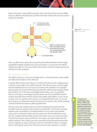 Figure 2.41 shows a typical tRNA molecule. Notice that the three bases in the middle
loop are called the anticodon bases, and they determine which of the 20 amino acids is
attached to the tRNA.
3 anticodon bases
U
5‘
C
C
tRNA is a single strand of
RNA nucleotides but has
areas where the strand
has complementary base
pairing within itself.
1 of 20 amino acids
bonded here (serine)
3‘
Once an mRNA molecule has been transcribed, the mRNA detaches from the single-
strand DNA template and floats free in the nucleoplasm. At some point, the mRNA
will float through one of the many holes in the nuclear membrane (nuclear pores) and
will then be in the cytoplasm.
The translation process
The mRNA will locate a ribosome and align with it, so that the first two codon triplets
are within the boundaries of the ribosome.
A specific tRNA molecule now floats in: its tRNA anticodon must be complementary
to the first codon triplet of the mRNA molecule. Thus the first amino acid is brought
into the translation process. It is not just any amino acid: its identity was originally
determined by the strand of DNA that transcribed the mRNA being translated. While
the first tRNA ‘sits’ in the ribosome holding the first amino acid, a second tRNA
floats in and brings a second (again specific) amino acid. The second tRNA matches
its three anticodon bases with the second codon triplet of the mRNA. As you can see
in Figure 2.42, two specific amino acids are now being held side by side. An enzyme
then catalyses a condensation reaction between the two amino acids, and the resulting
covalent bond between them is called a peptide bond.
The next step in the translation process involves breaking the bond between the
first tRNA molecule and the amino acid that it transferred in. This bond is no longer
needed, as the second tRNA is currently bonded to its own amino acid, and that
amino acid is covalently bonded to the first amino acid. The first tRNA floats away
into the cytoplasm and invariably reloads with another amino acid of the same type.
The ribosome that has only one tRNA in it now moves one codon triplet down the
mRNA molecule. This, in effect, puts the second tRNA in the ribosome position that
the first originally occupied, and creates room for a third tRNA to float in, bringing
with it a third specific amino acid. The process now becomes repetitive: as another
Figure 2.41 Structure of a
tRNA 3′ molecule.
The process of
producing proteins
utilizes a DNA code
that is universal in all
organisms. Because of
this, researchers have
successfully inserted
the human gene that
codes for the production
of human insulin into
bacteria. The result
of this is bacteria that
produce human insulin
that can be used to treat
humans with diabetes.
99
M02_BIO_SB_IBDIP_9045_U02.indd 99 26/09/2014 12:05
 