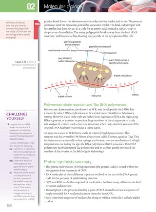 peptide bond forms, the ribosome moves on by another triplet, and so on. The process
continues until the ribosome gets to the last codon triplet. The final codon triplet will
be a triplet that does not act as a code for an amino acid, instead it signals ‘stop’ to
the process of translation. The entire polypeptide breaks away from the final tRNA
molecule, and becomes a free-floating polypeptide in the cytoplasm of the cell.
G G
A
AA
C
two tRNAs ﬁt
within ribosome
triplet codons ribosome mRNA
methionine lysine
previous peptide
bonds created
peptide bond created
arginine
phenylalanine
each tRNA carries a
speciﬁc amino acid
triplet anticodons
A U G A A A C G C U U U A C G C C C
Polymerase chain reaction and Taq DNA polymerase
Polymerase chain reaction, also known as PCR, was developed in the 1970s. It is
a means by which DNA replication can be carried out artificially in a laboratory
setting. However, it can only replicate rather short segments of DNA. By replicating
DNA segments, scientists can produce huge numbers of these segments to study
and analyse. It is often used in forensic situations when only a limited amount of the
original DNA has been recovered at a crime scene.
An enzyme is used in PCR that is stable at relatively high temperatures. This
enzyme was discovered in 1985 from a bacterium called Thermus aquaticus (Taq). This
bacterium occurs naturally in hot springs, and its enzymes are not denatured at high
temperatures, including the specific DNA polymerase that it possesses. This DNA
polymerase has been named Taq polymerase and its use has greatly increased the
number of discoveries in the field of gene technology.
Protein synthesis summary
• The genetic information of living organisms (the genetic code) is stored within the
nitrogenous base sequences of DNA.
• RNA molecules of three different types are involved in the use of the DNA genetic
code for the purpose of synthesizing proteins.
• DNA and RNA are both composed of nucleotides, but have many differences in both
structure and function.
• Transcription is the process whereby a gene of DNA is used to create a sequence of
single-stranded RNA nucleotides (most often this is mRNA).
• Each three-base sequence of nucleotides along an mRNA molecule is called a triplet
codon.
Who should decide
how fast and how far
humans should go with
our study of DNA and the
technology that is rapidly
emerging?
CHALLENGE
YOURSELF
12 Imagine that an mRNA
leaves the nucleus of a
eukaryotic cell with the
following base sequence:
AUGCCCCGCACGUUUCC
AAGCCCCGGG.
Find an mRNA codon chart
and answer the following.
(a) Determine in sequence
the amino acids that are
coded for by the above
mRNA molecule.
(b) Determine the DNA
code sequence that
gave rise to the above
mRNA codons.
(c) What would the amino
acid sequence be if
the ﬁrst cytosine of
the mRNA molecule
was replaced with a
uracil? (This would
be the result of a
change occurring in
the DNA molecule that
transcribed this mRNA.)
Figure 2.42 Events of
translation (synthesis of a
polypeptide).
100
Molecular biology02
M02_BIO_SB_IBDIP_9045_U02.indd 100 26/09/2014 12:05
 