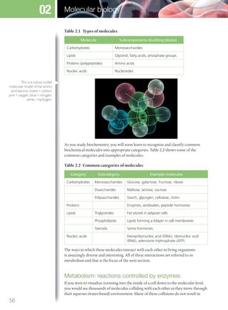 Table 2.1 Types of molecules
Molecule Subcomponents (building blocks)
Carbohydrates Monosaccharides
Lipids Glycerol, fatty acids, phosphate groups
Proteins (polypeptides) Amino acids
Nucleic acids Nucleotides
As you study biochemistry, you will soon learn to recognize and classify common
biochemical molecules into appropriate categories. Table 2.2 shows some of the
common categories and examples of molecules.
Table 2.2 Common categories of molecules
Category Subcategory Example molecules
Carbohydrates Monosaccharides Glucose, galactose, fructose, ribose
Disaccharides Maltose, lactose, sucrose
Polysaccharides Starch, glycogen, cellulose, chitin
Proteins Enzymes, antibodies, peptide hormones
Lipids Triglycerides Fat stored in adipose cells
Phospholipids Lipids forming a bilayer in cell membranes
Steroids Some hormones
Nucleic acids Deoxyribonucleic acid (DNA), ribonucleic acid
(RNA), adenosine triphosphate (ATP)
The ways in which these molecules interact with each other in living organisms
is amazingly diverse and interesting. All of these interactions are referred to as
metabolism and that is the focus of the next section.
Metabolism: reactions controlled by enzymes
If you were to visualize zooming into the inside of a cell down to the molecular level,
you would see thousands of molecules colliding with each other as they move through
their aqueous (water-based) environment. Many of these collisions do not result in
This is a colour-coded
molecular model of the amino
acid alanine. Green = carbon;
pink = oxygen; blue = nitrogen;
white = hydrogen.
56
Molecular biology02
M02_BIO_SB_IBDIP_9045_U02.indd 56 26/09/2014 12:03
 