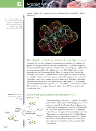 glucose available, other organic molecules may be substituted, such as fatty acids or
amino acids.
Glycolysis is the ﬁrst step in the cell respiration process
Assuming that glucose is the organic nutrient being metabolized, all cells begin the
process of cell respiration in the same way. Glucose enters a cell through the plasma
membrane and floats in the cytoplasm. An enzyme modifies the glucose slightly, then
a second enzyme modifies this molecule every more. This is followed by an entire
series of reactions that ultimately cleaves the 6-carbon glucose into two 3-carbon
molecules. Each of these 3-carbon molecules is called pyruvate. Some, but certainly
not all, of the covalent bonds in the glucose are broken during this series of reactions.
Some of the energy that is released from the breaking of these bonds is used to form
a small number of ATP molecules. Notice in Figure 2.43 that two ATP molecules are
needed to begin the process of glycolysis and a total of four ATP molecules are formed.
This is referred to as a net gain of two ATP (a gain of four ATP minus the two ATP
needed at the start).
Some cells use anaerobic respiration for ATP
production
The term ‘cell respiration’ refers to a variety of biochemical
pathways that can be used to metabolize glucose. All of the
pathways start with glycolysis. In other words, glycolysis
is the metabolic pathway that is common to all organisms
on Earth. Some organisms derive their ATP completely
without the use of oxygen and are referred to as anaerobic.
The breakdown of organic molecules for ATP production
in an anaerobic way is also called fermentation. There are
two main anaerobic pathways, which will be discussed
here separately: alcoholic fermentation and lactic acid
fermentation.
energy to
get reactions
startedglucose
6C
pyruvate
3C
pyruvate
3C
2 ATP
2 ADP
2 ADP
4 ATP produced
(net gain of 2 ATP)
2 ATP
2 ADP
2 ATP
This is a computer graphic of
glucose. The backbone of the
molecule is shown in stick
form. The spheres represent
the relative sizes of the
individual atoms (C6H12O6).
Figure 2.43 A simpliﬁed
version of the events of
glycolysis.
102
Molecular biology02
M02_BIO_SB_IBDIP_9045_U02.indd 102 26/09/2014 12:05
 