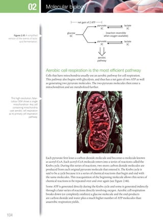 glucose
6C
pyruvate
3C
lactate
3C
(reaction reversible
when oxygen available)
lactate
3C
pyruvate
3C
aerobic
pathway
net gain of 2 ATP
Aerobic cell respiration is the most efﬁcient pathway
Cells that have mitochondria usually use an aerobic pathway for cell respiration.
This pathway also begins with glycolysis, and thus has a net gain of two ATP as well
as generating two pyruvate molecules. The two pyruvate molecules then enter a
mitochondrion and are metabolized further.
Each pyruvate first loses a carbon dioxide molecule and becomes a molecule known
as acetyl-CoA. Each acetyl-CoA molecule enters into a series of reactions called the
Krebs cycle. During this series of reactions, two more carbon dioxide molecules are
produced from each original pyruvate molecule that entered it. The Krebs cycle is
said to be a cycle because it is a series of chemical reactions that begin and end with
the same molecules. This reacquisition of the beginning molecule allows this series of
chemical reactions to be repeated over and over again (see Figure 2.46).
Some ATP is generated directly during the Krebs cycle and some is generated indirectly
through a later series of reactions directly involving oxygen. Aerobic cell respiration
breaks down (or completely oxidizes) a glucose molecule and the end-products
are carbon dioxide and water plus a much higher number of ATP molecules than
anaerobic respiration yields.
Figure 2.45 A simpliﬁed
version of the events of lactic
acid fermentation.
This high-resolution, false-
colour SEM shows a single
mitochondrion. Any cell
containing mitochondria
uses aerobic cell respiration
as its primary cell respiration
pathway.
104
Molecular biology02
M02_BIO_SB_IBDIP_9045_U02.indd 104 26/09/2014 12:05
 