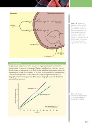 glucose
6C
mitochondrion
pyruvate
3C
4C
6C
5C
4C
acetyl
2C
also enters
Krebs cycle
Krebs cycle
-CoA
acetyl
2C
-CoApyruvate
3C
CO2
CO2
CO2
CO2
O2
diffuses in
Cytoplasm Fluid inside mitochondrion
CO2
diffuses
out
Figure 2.47 Oxygen
consumption by germinating
and non-germinating pea
seeds at 12°C and 22°C.
Worked example
Respirometers are devices used to measure an organism’s rate of respiration by
measuring the oxygen rate of exchange. They are sealed units in which any carbon
dioxide produced is absorbed by an alkali such as soda lime or potassium hydroxide.
Absorbing the carbon dioxide allows an accurate measurement of oxygen exchange.
These devices may work at a cellular level or at a whole-organism level. Look at
the graph and answer the questions. The y-axis of the graph represents the relative
amount of oxygen used.
oxygenconsumption(ml)
5 10 15 20 25 30 35
time (min)
non-germinating (22°c)
germinating (12°c)
germinating (22°c)
40 45 50 55 60
5
4
3
2
1
Figure 2.46 Aerobic cell
respiration. Notice that the
4C molecule of the Krebs
cycle combines with the 2C
molecule called acetyl-CoA.
The resulting 6C molecule
then goes through a series
of reactions in which two
carbons are lost in the form of
carbon dioxide. This restores
the 4C molecule that can
begin the cycle all over again.
105
M02_BIO_SB_IBDIP_9045_U02.indd 105 26/09/2014 12:05
 