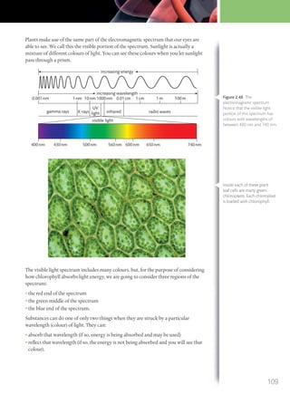 Plants make use of the same part of the electromagnetic spectrum that our eyes are
able to see. We call this the visible portion of the spectrum. Sunlight is actually a
mixture of different colours of light. You can see these colours when you let sunlight
pass through a prism.
increasing energy
increasing wavelength
0.001nm 1nm
gamma rays X-rays infrared
visible light
radio waves
UV
light
10nm 1000nm
400nm 430nm 500nm 600nm 650nm 740nm560nm
0.01cm 1cm 1m 100m
The visible light spectrum includes many colours, but, for the purpose of considering
how chlorophyll absorbs light energy, we are going to consider three regions of the
spectrum:
• the red end of the spectrum
• the green middle of the spectrum
• the blue end of the spectrum.
Substances can do one of only two things when they are struck by a particular
wavelength (colour) of light. They can:
• absorb that wavelength (if so, energy is being absorbed and may be used)
• reflect that wavelength (if so, the energy is not being absorbed and you will see that
colour).
Figure 2.48 The
electromagnetic spectrum.
Notice that the visible light
portion of this spectrum has
colours with wavelengths of
between 400 nm and 740 nm.
Inside each of these plant
leaf cells are many green
chloroplasts. Each chloroplast
is loaded with chlorophyll.
109
M02_BIO_SB_IBDIP_9045_U02.indd 109 26/09/2014 12:06
 