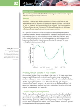 Worked example
You are walking outside with a friend who is wearing a red and white shirt. Explain
why the shirt appears to be red and white.
Solution
Sunlight is a mixture of all of the wavelengths (colours) of visible light. When
sunlight strikes the red pigments in the shirt, the blue and the green wavelengths
of light are absorbed, but the red wavelengths are reflected. Thus, our eyes see red.
When sunlight strikes the white areas of the shirt, all the wavelengths of light are
reflected and our eyes and brain interpret the mixture as white.
Let’s apply this information to how chlorophyll absorbs light for photosynthesis.
Chlorophyll is a green pigment. This means that chlorophyll reflects green light and
therefore must absorb the other wavelengths of the visible light spectrum. When
a plant leaf is hit by sunlight, the red and blue wavelengths of light are absorbed
by chlorophyll and used for photosynthesis. Almost all the energy of the green
wavelengths is reflected, not absorbed.
0
400 violet blue 500
20
40
60
80
100
600 700green
rateofphotosynthesis
(aspercentageofrateat670nm)
wavelength/nm
red
Photosynthesis occurs in two stages
Photosynthesis produces sugar molecules as a food source for the plant. Sugars, such
as glucose, are held together by covalent bonds. It requires energy to create those
covalent bonds, and the source of that energy can ultimately be traced back to the Sun.
The first stage of photosynthesis is a set of reactions that ‘trap’ light energy and
convert it to the chemical energy of ATP. The second stage of photosynthesis is a set
of reactions in which ATP is used to help bond carbon dioxide and water molecules
together to create a sugar, such as glucose.
The first stage of photosynthesis
The first stage of photosynthesis is a set of reactions typically referred to as the light-
dependent reactions (see Figure 2.50). In this set of reactions, chlorophyll (and other
photosynthetic pigments) absorb light energy and convert that energy to a form of
chemical energy, specifically ATP. In addition, light energy is used to accomplish a
reaction that is called photolysis of water. In this reaction, a water molecule is split into
its component elements: hydrogen and oxygen.
Figure 2.49 This action
spectrum of photosynthesis
indicates that most
photosynthesis occurs in the
blue and the red wavelength
areas. Note the lower rate of
photosynthesis with the green
wavelength.
110
Molecular biology02
M02_BIO_SB_IBDIP_9045_U02.indd 110 26/09/2014 12:06
 