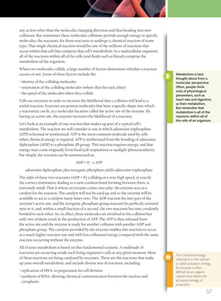 any action other than the molecules changing direction and thus heading into new
collisions. But sometimes these molecular collisions provide enough energy to specific
molecules, the reactants, for those reactants to undergo a chemical reaction of some
type. That single chemical reaction would be one of the millions of reactions that
occur within that cell that comprise that cell’s metabolism. In a multicellular organism,
all of the reactions within all of the cells (and fluids such as blood) comprise the
metabolism of the organism.
When two molecules collide, a large number of factors determines whether a reaction
occurs or not. Some of these factors include the:
• identity of the colliding molecules
• orientation of the colliding molecules (where they hit each other)
• the speed of the molecules when they collide.
Cells use enzymes in order to increase the likelihood that a collision will lead to a
useful reaction. Enzymes are protein molecules that have a specific shape into which
a reactant(s) can fit, at a molecular location called the active site of the enzyme. By
having an active site, the enzyme increases the likelihood of a reaction.
Let’s look at an example of one reaction that makes up part of a typical cell’s
metabolism. The reaction we will consider is one in which adenosine triphosphate
(ATP) is formed or synthesized. ATP is the most common molecule used by cells
when chemical energy is required. ATP is synthesized from the bonding of adenosine
diphosphate (ADP) to a phosphate (P) group. This reaction requires energy, and that
energy may come originally from food (cell respiration) or sunlight (photosynthesis).
Put simply, the reaction can be summarized as:
ADP + Pi → ATP
adenosine diphosphate plus inorganic phosphate yields adenosine triphosphate
The odds of these two reactants (ADP + Pi) colliding at a very high speed, at exactly
the correct orientation, leading to a new covalent bond forming between them, is
extremely small. That is where an enzyme comes into play: the enzyme acts as a
catalyst for the reaction. The catalyst will not be used up and so the enzyme will be
available to act as a catalyst many times over. The ADP reactant fits into part of the
enzyme’s active site, and the inorganic phosphate group reactant fits perfectly oriented
next to it, and, within a small fraction of a second, the two reactants become covalently
bonded to each other. So, in effect, three molecules are involved in the collision but
only two of them result in the production of ATP. The ATP is then released from
the active site and the enzyme is ready for another collision with another ADP and
phosphate group. The catalysis provided by the enzyme enables this reaction to occur
at a much higher reaction rate and with less collisional energy compared with the same
reaction occurring without the enzyme.
All of your metabolism is based on this fundamental scenario. A multitude of
reactions are occurring inside each living organism’s cells at any given moment. Most
of these reactions are being catalysed by enzymes. These are the reactions that make
up your overall metabolism, and include diverse sets of reactions, including:
• replication of DNA, in preparation for cell division
• synthesis of RNA, allowing chemical communication between the nucleus and
cytoplasm
Metabolism is best
thought about from a
molecular perspective.
Often, people think
only of physiological
parameters, such as
heart rate and digestion,
as their metabolism.
But remember that
metabolism is all of the
reactions within all of
the cells of an organism.
The ‘collisional energy’
referred to in this section
is called activation energy.
An enzyme is often
deﬁned as an organic
catalyst that lowers the
activation energy of
a reaction.
57
M02_BIO_SB_IBDIP_9045_U02.indd 57 26/09/2014 12:03
 