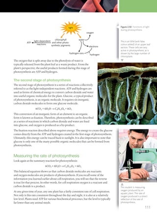 light
water
oxygen
electrons
hydrogen ions
hydrogen
light-dependent
reactions
ATP
chlorophyll
and other photo-
synthetic pigments
The oxygen that is split away due to the photolysis of water is
typically released from the plant leaf as a waste product. From the
plant’s perspective, the useful products formed during this stage of
photosynthesis are ATP and hydrogen.
The second stage of photosynthesis
The second stage of photosynthesis is a series of reactions collectively
referred to as the light-independent reactions. ATP and hydrogen are
used as forms of chemical energy to convert carbon dioxide and water
into useful organic molecules for the plant. Glucose, a typical product
of photosynthesis, is an organic molecule. It requires six inorganic
carbon dioxide molecules to form one glucose molecule.
6CO2 + 6H2O → C6H12O6 + 6O2
This conversion of an inorganic form of an element to an organic
form is known as fixation. Therefore, photosynthesis can be described
as a series of reactions in which carbon dioxide and water are fixed
into glucose, and oxygen is produced as a by-product.
The fixation reaction described above requires energy. The energy to create the glucose
comes directly from the ATP and hydrogen created in the first stage of photosynthesis.
Ultimately, this energy can be traced back to sunlight. It is also important to note that
glucose is only one of the many possible organic molecules that can be formed from
photosynthesis.
Measuring the rate of photosynthesis
Look again at the summary reaction for photosynthesis:
6CO2 + 6H2O → C6H12O6 + 6O2
This balanced equation shows us that carbon dioxide molecules are reactants
and oxygen molecules are products of photosynthesis. If you recall some of the
information you learned earlier about cell respiration, you will see that the reverse
is true for that process. In other words, for cell respiration oxygen is a reactant and
carbon dioxide is a product.
At any given time of year, any one plant has a fairly consistent rate of cell respiration.
Not only is this rate consistent throughout the day and night, it is also at a relatively
low level. Plants need ATP for various biochemical processes, but the level is typically
far lower than any animal needs.
This is an SEM (with false
colour added) of an upper leaf
section. These cells are very
active in photosynthesis, as is
shown by the large number of
chloroplasts.
This student is measuring
oxygen produced by an
aquatic plant. The rate of
oxygen produced is a direct
reﬂection of the rate of
photosynthesis.
Figure 2.50 Functions of light
during photosynthesis.
111
M02_BIO_SB_IBDIP_9045_U02.indd 111 26/09/2014 12:06
 