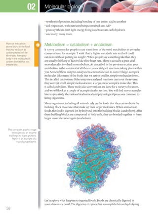 • synthesis of proteins, including bonding of one amino acid to another
• cell respiration, with nutrients being converted into ATP
• photosynthesis, with light energy being used to create carbohydrates
• and many, many more.
Metabolism = catabolism + anabolism
It is very common for people to use some form of the word metabolism in everyday
conversations, for example: ‘I wish I had a higher metabolic rate so that I could
eat more without putting on weight’. When people say something like that, they
are usually thinking of factors like their heart rate. There is actually a great deal
more than this involved in metabolism. As described in the previous section, your
metabolism is the sum total of all the enzyme-catalysed reactions taking place within
you. Some of these enzyme-catalysed reactions function to convert large, complex
molecules (like many of the foods that we eat) to smaller, simpler molecular forms.
This is called catabolism. Other enzyme-catalysed reactions carry out the reverse:
they convert small, simple molecules into a larger, more complex molecules. This
is called anabolism. These molecular conversions are done for a variety of reasons,
and we will look at a couple of examples in this section. You will find more examples
later as you study the various biochemical and physiological processes common to
living organisms.
Many organisms, including all animals, rely on the foods that they eat to obtain the
building block molecules that make up their larger molecules. When animals eat
foods, the food is digested (or hydrolysed) into the building blocks (catabolism). After
these building blocks are transported to body cells, they are bonded together to form
larger molecules once again (anabolism).
Let’s explore what happens to ingested foods. Foods are chemically digested in
your alimentary canal. The digestive enzymes that accomplish this are hydrolysing
Many of the carbon
atoms found in the food
that you eat (such as
carbohydrates) will be
eliminated from your
body in the molecules of
carbon dioxide that you
breathe out.
This computer graphic image
shows pepsin, an enzyme
that helps to digest proteins.
Pepsin is an example of a
hydrolysing enzyme.
58
Molecular biology02
M02_BIO_SB_IBDIP_9045_U02.indd 58 26/09/2014 12:03
 
