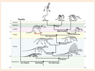 Origin and Evolution of Mammals.pptx