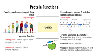 Comprehensive Guide to Protein: Structure, Function, and Exercise ...