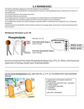 2.4 MEMBRANES
2.4.1 Draw and label a diagram to show the structure of a membrane
2.4.2 Explain how the hydrophobic and hydrophilic properties of phospholipids help to maintain the structure of
cell membranes
2.4.3 List the functions of membrane proteins
2.4.4 Define diffusion and osmosis
2.4.5 Explain passive transport across membranes by simple diffusion and facilitated diffusion
2.4.6 explain the role of protein pumps and ATP in active transport across membranes
2.4.7 explain how vesicles are used to transport materials within a cell between the rough E.R., G.A., and plasma
membrane
2.4.8 Describe how the fluidity of the membrane allows it to change shape, break and re-form during endocytosis
and exocytosis



Membrane Structure: p.21-30

                                          See Fig 2.13 p. 50

                                          Polar Hydrophilic Region
                                          (water loving)



                                          Non-Polar Hydrophobic Region
                                          (water hating)




See Cross-Sectional View of the Phospholipids bilayer Fig 1.19 p. 21. What is the functional
implication of having a double layer of phospholipids?




GO TO YOUR WORKBOOK P. 93 AND USE FIG. 1.17 P. 21 TO ANNOTATE THE DIAGRAM
BELOW
                                                                A: glycoprotein (carbohydrate attached) to
                                                                extrinsic protein
                                                                B: carbohydrate (attached to lipid – glycolipid)
                                                                C: intrinsic protein
                                                                D: carbohydrate (glycolipid)
                                                                E: cholesterol
                                                                F: phospholipid

                                                                inside cells - cytoskeleton
 