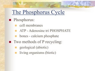 The Phosphorus Cycle
Phosphorus:
cell membranes
ATP - Adenosine tri PHOSPHATE
bones - calcium phosphate
Two methods of P recycling:
geological (abiotic)
living organisms (biotic)
