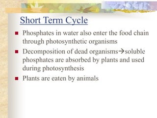 Short Term Cycle
Phosphates in water also enter the food chain
through photosynthetic organisms
Decomposition of dead organismssoluble
phosphates are absorbed by plants and used
during photosynthesis
Plants are eaten by animals