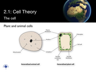 Plant and animal cells
The cell
2.1: Cell Theory
Scien
cebitz.
com
Nucleus
Plasma
Membrane
CytoplasmMitochondria
Vacuole
containing
sap
Vacuole
Membrane
Cell wall
Chloroplast
Generalised animal cell Generalised plant cell
 