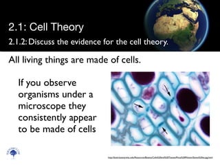 2.1.2:	

Discuss the evidence for the cell theory.
If you observe
organisms under a
microscope they
consistently appear
to be made of cells
Scien
cebitz.
com
2.1: Cell Theory
All living things are made of cells.
http://botit.botany.wisc.edu/Resources/Botany/Cells%20and%20Tissues/Pinus%20Phloem/Sieves%20xs.jpg.html
 