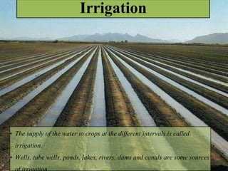 Irrigation
• The supply of the water to crops at the different intervals is called
irrigation.
• Wells, tube wells, ponds, lakes, rivers, dams and canals are some sources
 