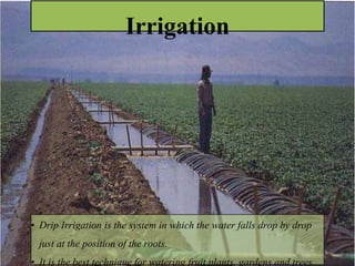 Irrigation
• Drip Irrigation is the system in which the water falls drop by drop
just at the position of the roots.
• It is the best technique for watering fruit plants, gardens and trees.
 