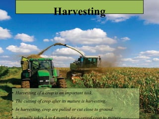 ground. It usually takes 3 to 4 months for a cereal crop to mature.
Harvesting
• Harvesting of a crop is an important task.
• The cutting of crop after its mature is harvesting.
• In harvesting, crop are pulled or cut close to ground.
 