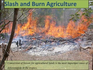Slash and Burn Agriculture
• Conversion of forests for agricultural lands is the most important cause of
deforestation in the tropics.
 