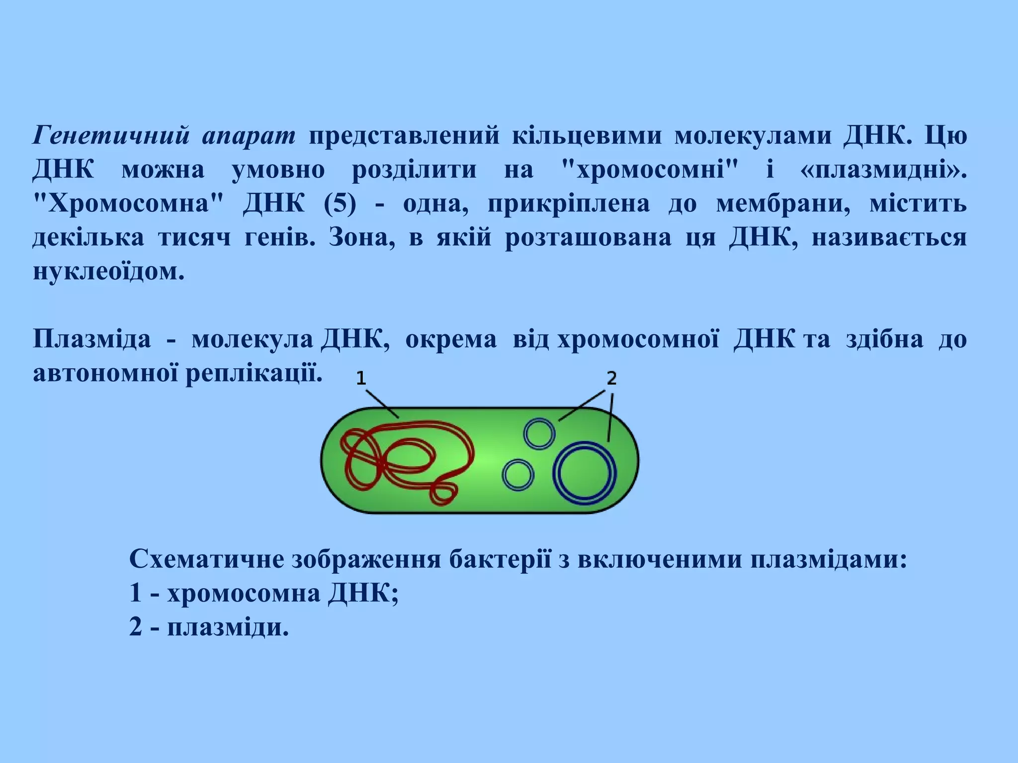 Генетичний апарат представлений кільцевими молекулами ДНК. Цю
ДНК можна умовно розділити на "хромосомні" і «плазмидні».
"Хромосомна" ДНК (5) - одна, прикріплена до мембрани, містить
декілька тисяч генів. Зона, в якій розташована ця ДНК, називається
нуклеоїдом.
Плазміда - молекула ДНК, окрема від хромосомної ДНК та здібна до
автономної реплікації.
Схематичне зображення бактерії з включеними плазмідами:
1 - хромосомна ДНК;
2 - плазміди.
 