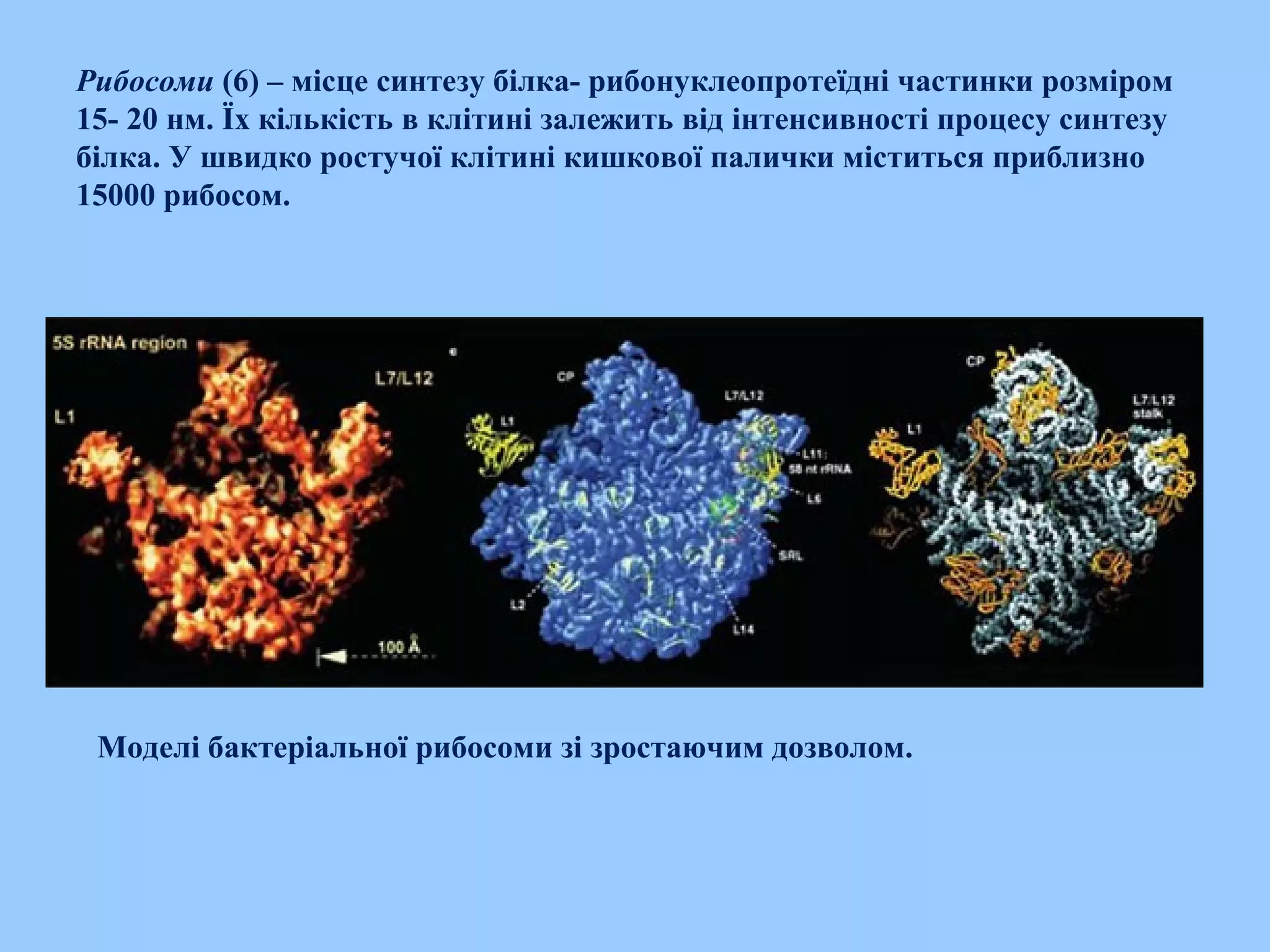 Рибосоми (6) – місце синтезу білка- рибонуклеопротеїдні частинки розміром
15- 20 нм. Їх кількість в клітині залежить від інтенсивності процесу синтезу
білка. У швидко ростучої клітині кишкової палички міститься приблизно
15000 рибосом.
Моделі бактеріальної рибосоми зі зростаючим дозволом.
 