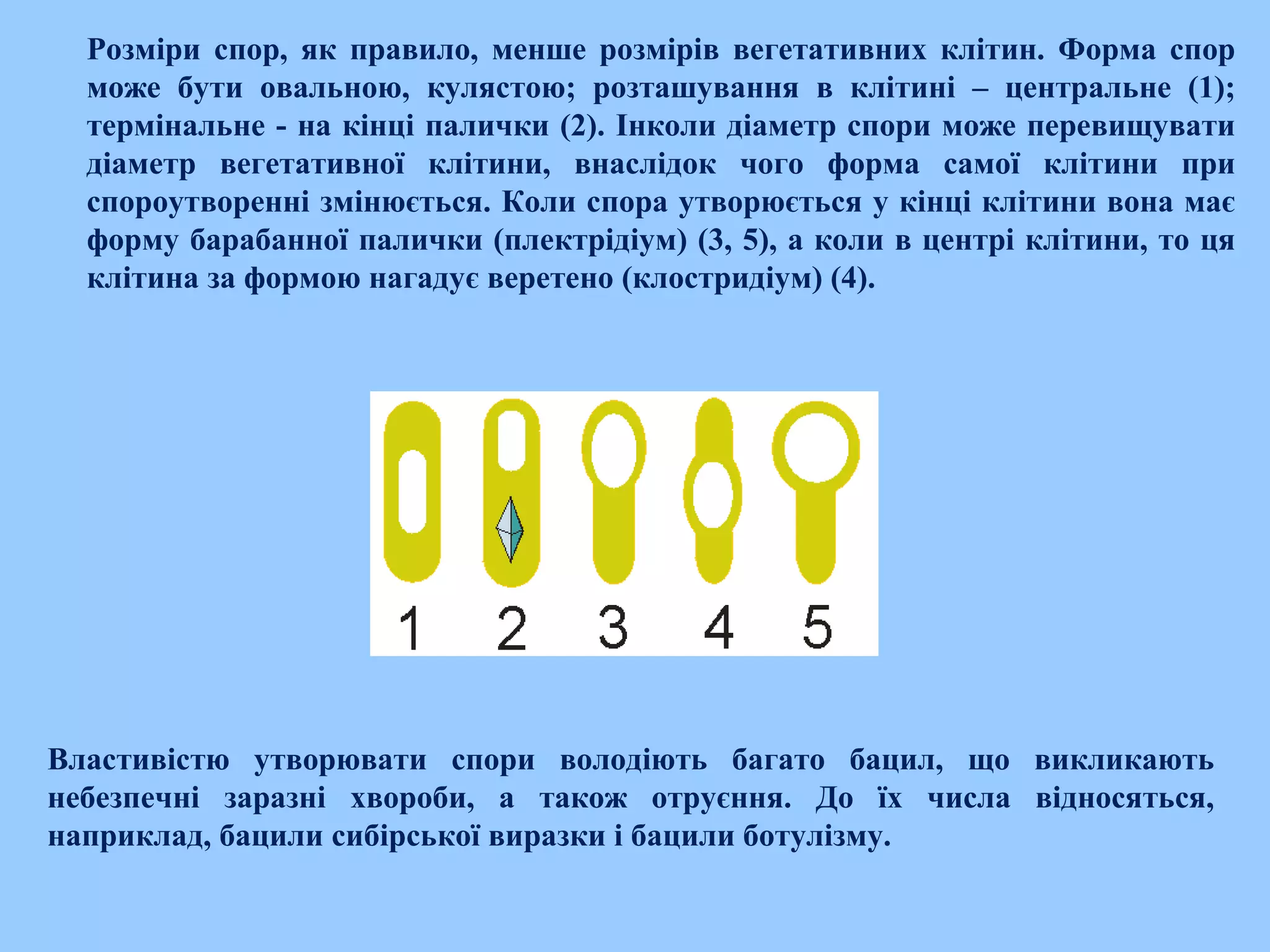 Властивістю утворювати спори володіють багато бацил, що викликають
небезпечні заразні хвороби, а також отруєння. До їх числа відносяться,
наприклад, бацили сибірської виразки і бацили ботулізму.
Розміри спор, як правило, менше розмірів вегетативних клітин. Форма спор
може бути овальною, кулястою; розташування в клітині – центральне (1);
термінальне ­ на кінці палички (2). Інколи діаметр спори може перевищувати
діаметр вегетативної клітини, внаслідок чого форма самої клітини при
спороутворенні змінюється. Коли спора утворюється у кінці клітини вона має
форму барабанної палички (плектрідіум) (3, 5), а коли в центрі клітини, то ця
клітина за формою нагадує веретено (клостридіум) (4).
 