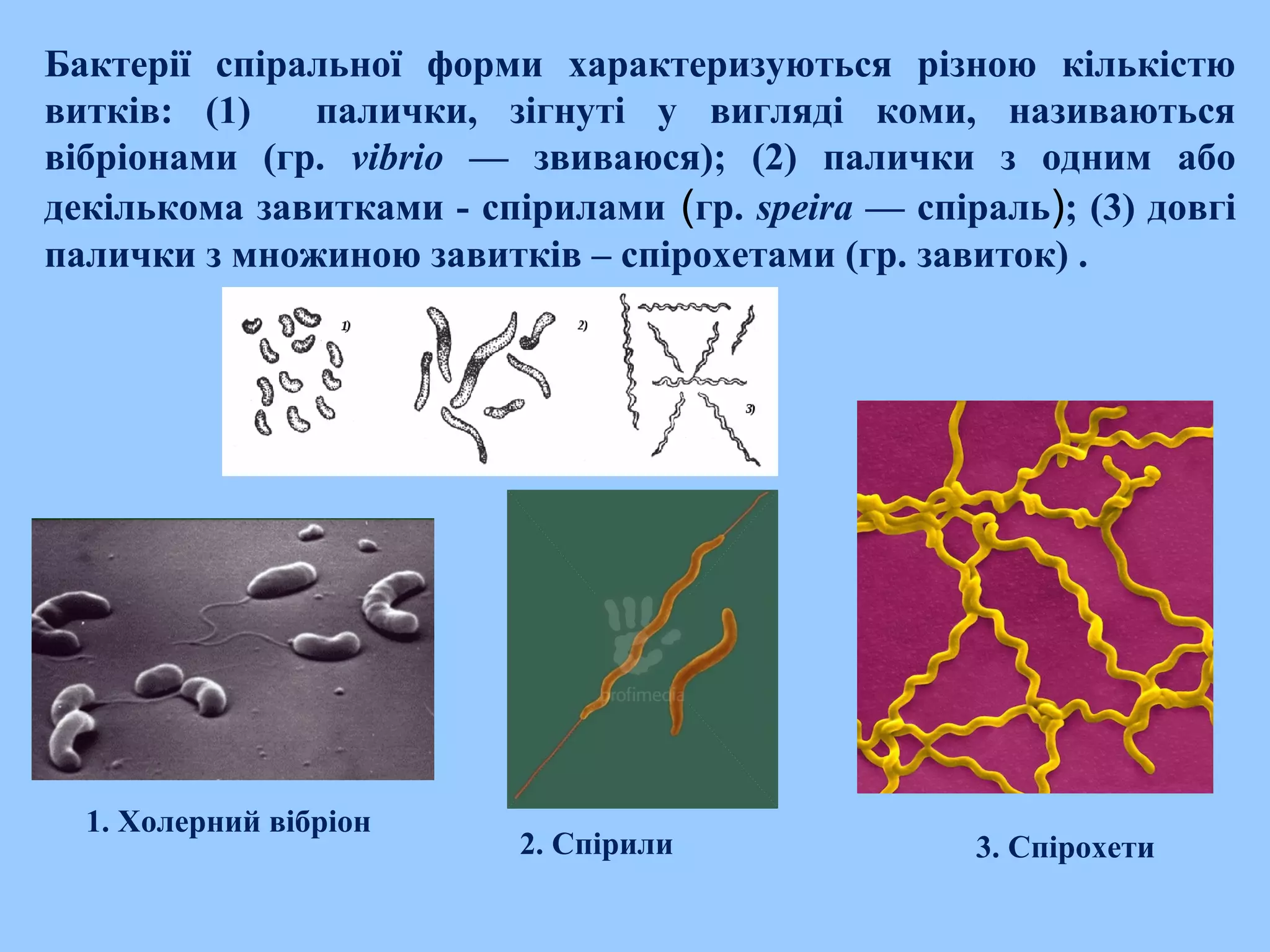 Бактерії спіральної форми характеризуються різною кількістю
витків: (1) палички, зігнуті у вигляді коми, називаються
вібріонами (гр. vibrio — звиваюся); (2) палички з одним або
декількома завитками - спірилами (гр. speira — спіраль); (3) довгі
палички з множиною завитків – спірохетами (гр. завиток) .
1. Холерний вібріон
2. Спірили 3. Спірохети
 
