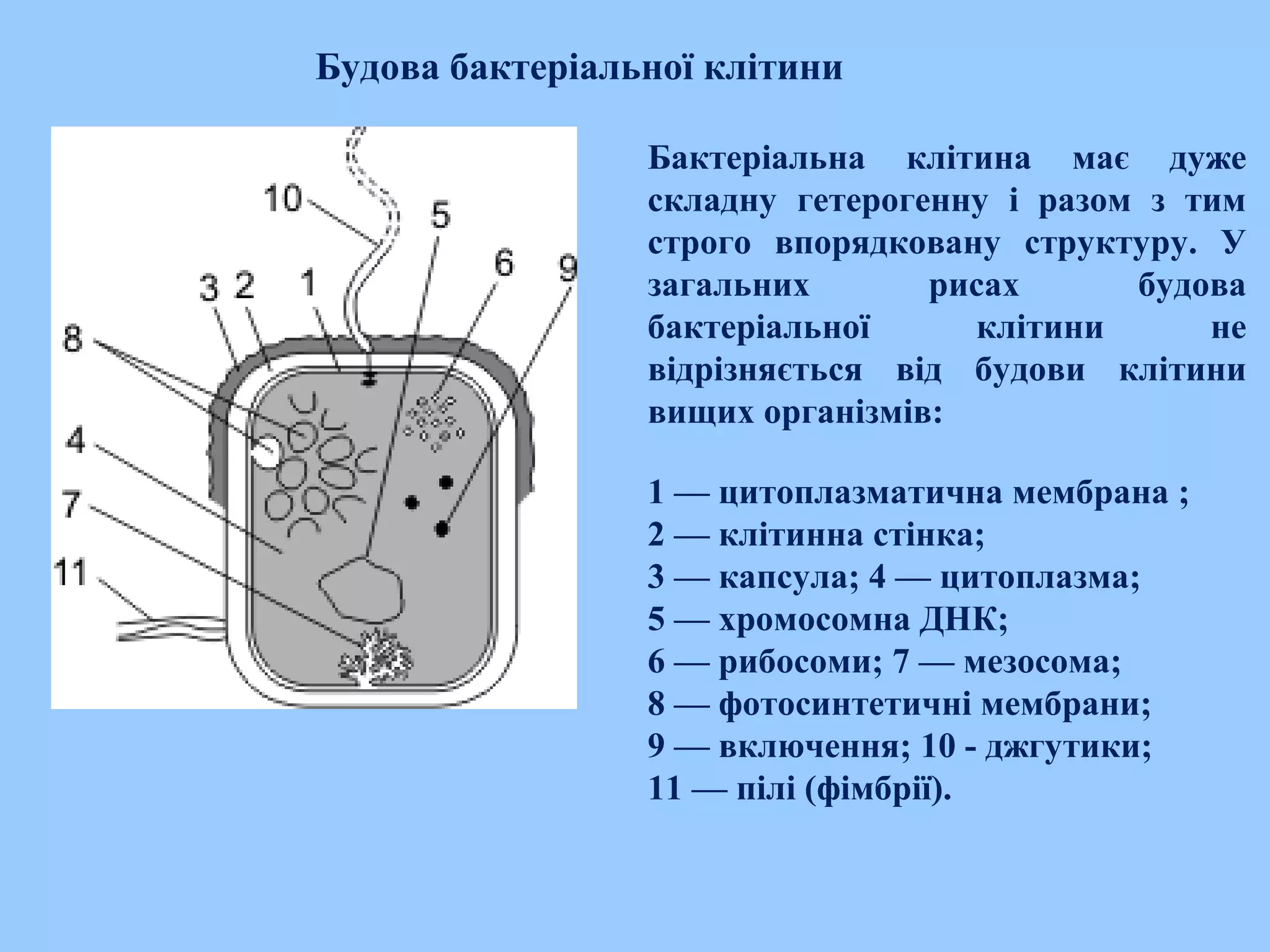 Будова бактеріальної клітини
Бактеріальна клітина має дуже
складну гетерогенну і разом з тим
строго впорядковану структуру. У
загальних рисах будова
бактеріальної клітини не
відрізняється від будови клітини
вищих організмів:
1 — цитоплазматична мембрана ;
2 — клітинна стінка;
3 — капсула; 4 — цитоплазма;
5 — хромосомна ДНК;
6 — рибосоми; 7 — мезосома;
8 — фотосинтетичні мембрани;
9 — включення; 10 - джгутики;
11 — пілі (фімбрії).
 
