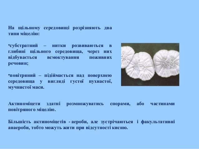 bacterial phenomena