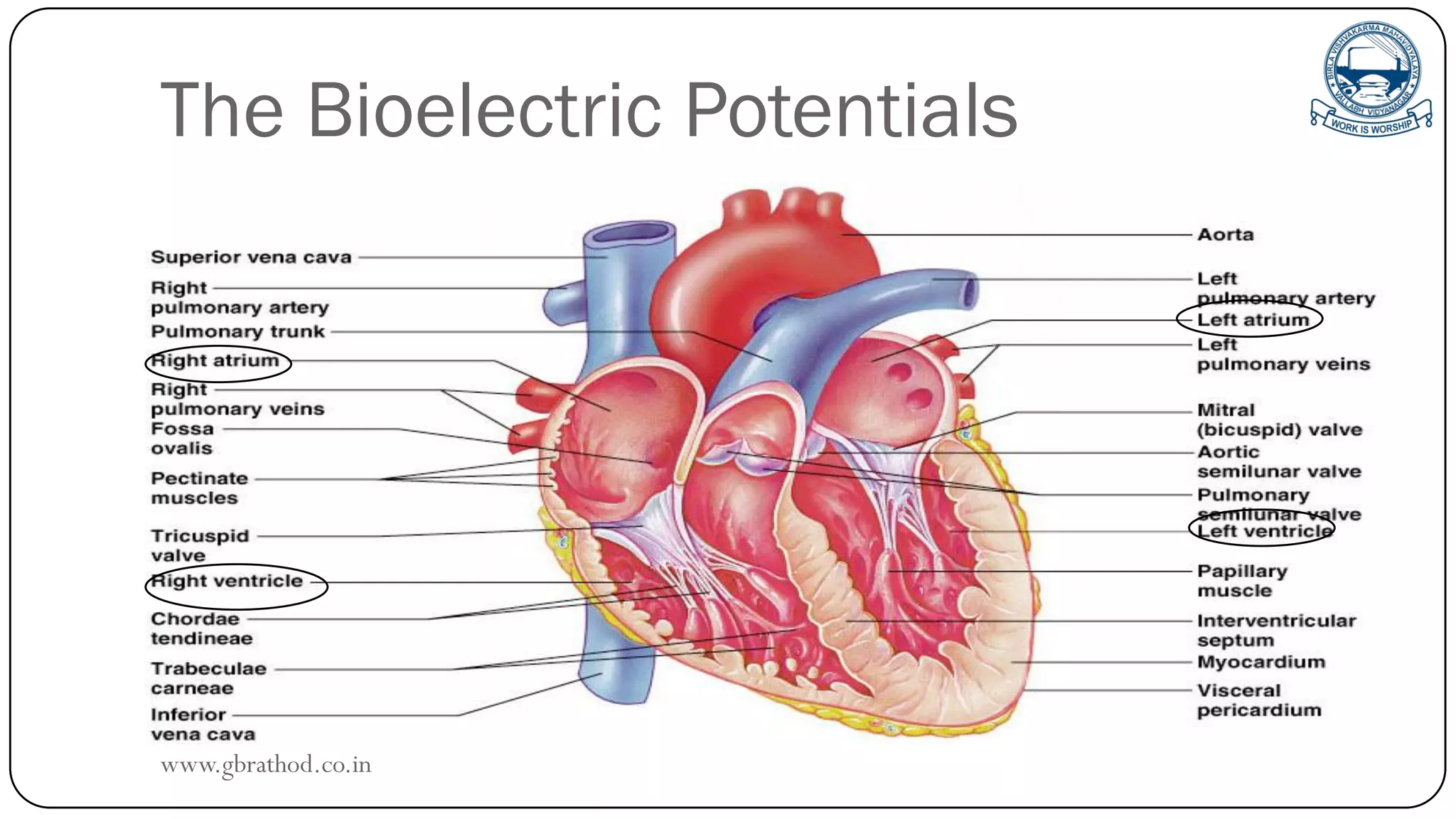 The Bioelectric Potentials
www.gbrathod.co.in
 