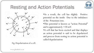Resting and Action Potentials
Fig: Depolarization of a cell.
•As a result, the cell has slightly Positive
potential on the inside Due to the imbalance
of the Potassium ions.
•This potential is known as “action Potential”
and is approximately +20 mV.
•A cell that has been excited and that displays
an action potential is said to be depolarized
and process from resting to action potential is
called depolarization
www.gbrathod.co.in
 