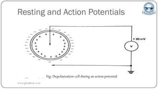 Resting and Action Potentials
Fig: Depolarization cell during an action potential
www.gbrathod.co.in
 