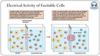 Electrical Activity of Excitable Cells
www.gbrathod.co.in
 