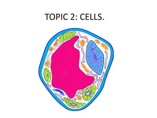 TOPIC 2: CELLS. 