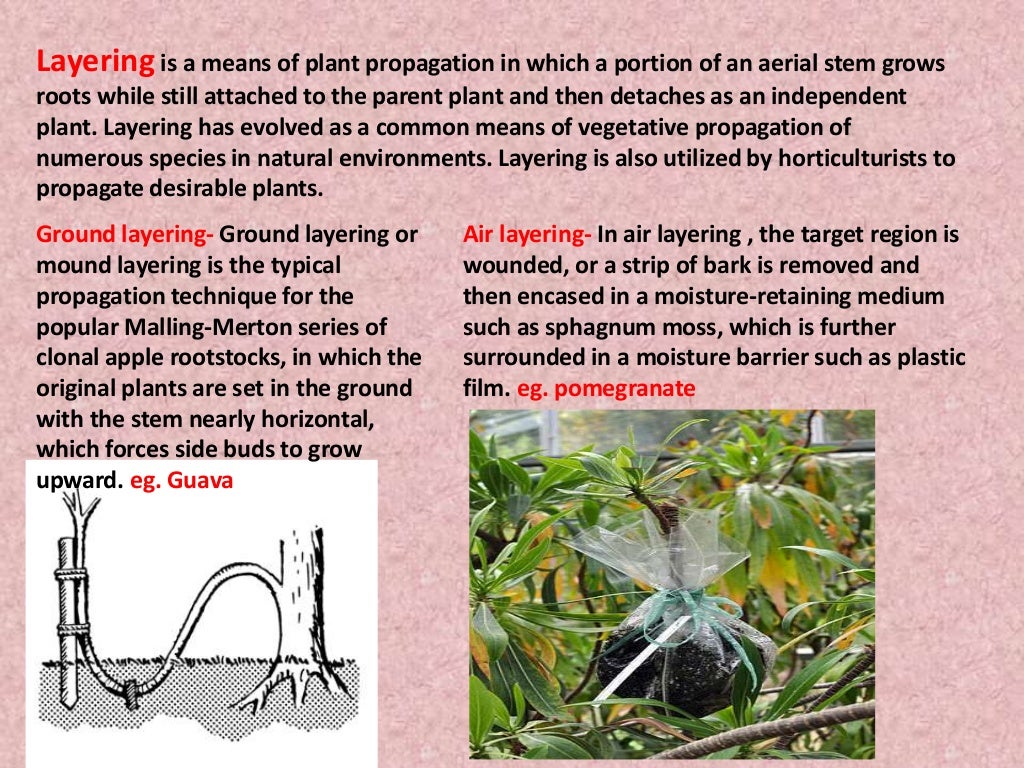 Seed and different methods of sowing