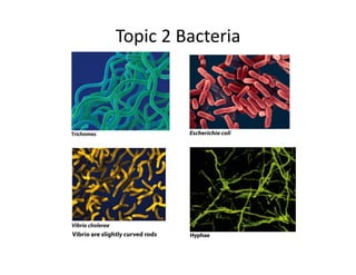 Topic 
2 
Bacteria 
 