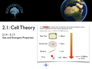 2.1.4 - 2.1.7: 	

Size and Emergent Properties
2.1: Cell Theory
Scien
cebitz.
com
Scien
cebitz.
com
 