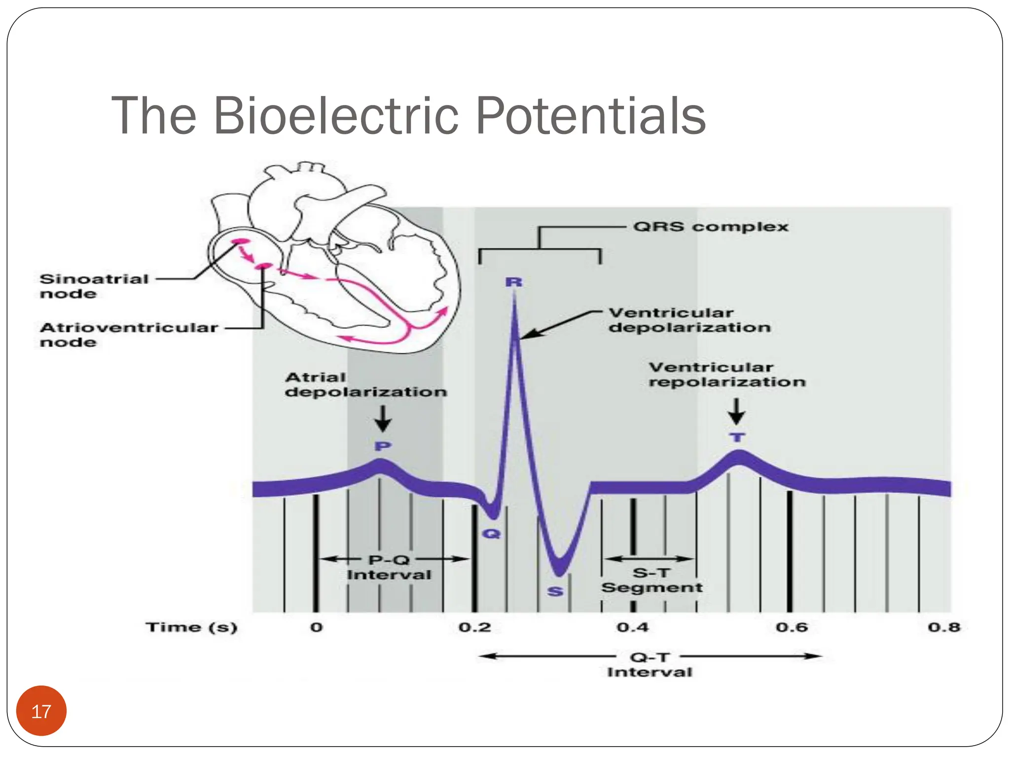 The Bioelectric Potentials
17
 
