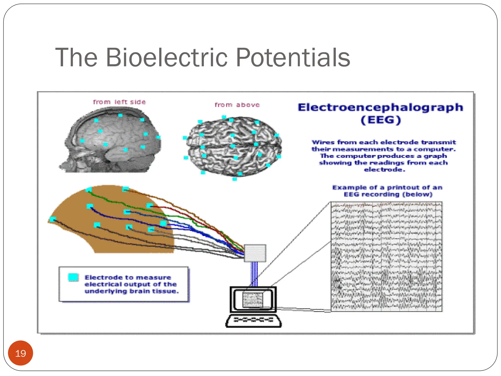 The Bioelectric Potentials
19
 