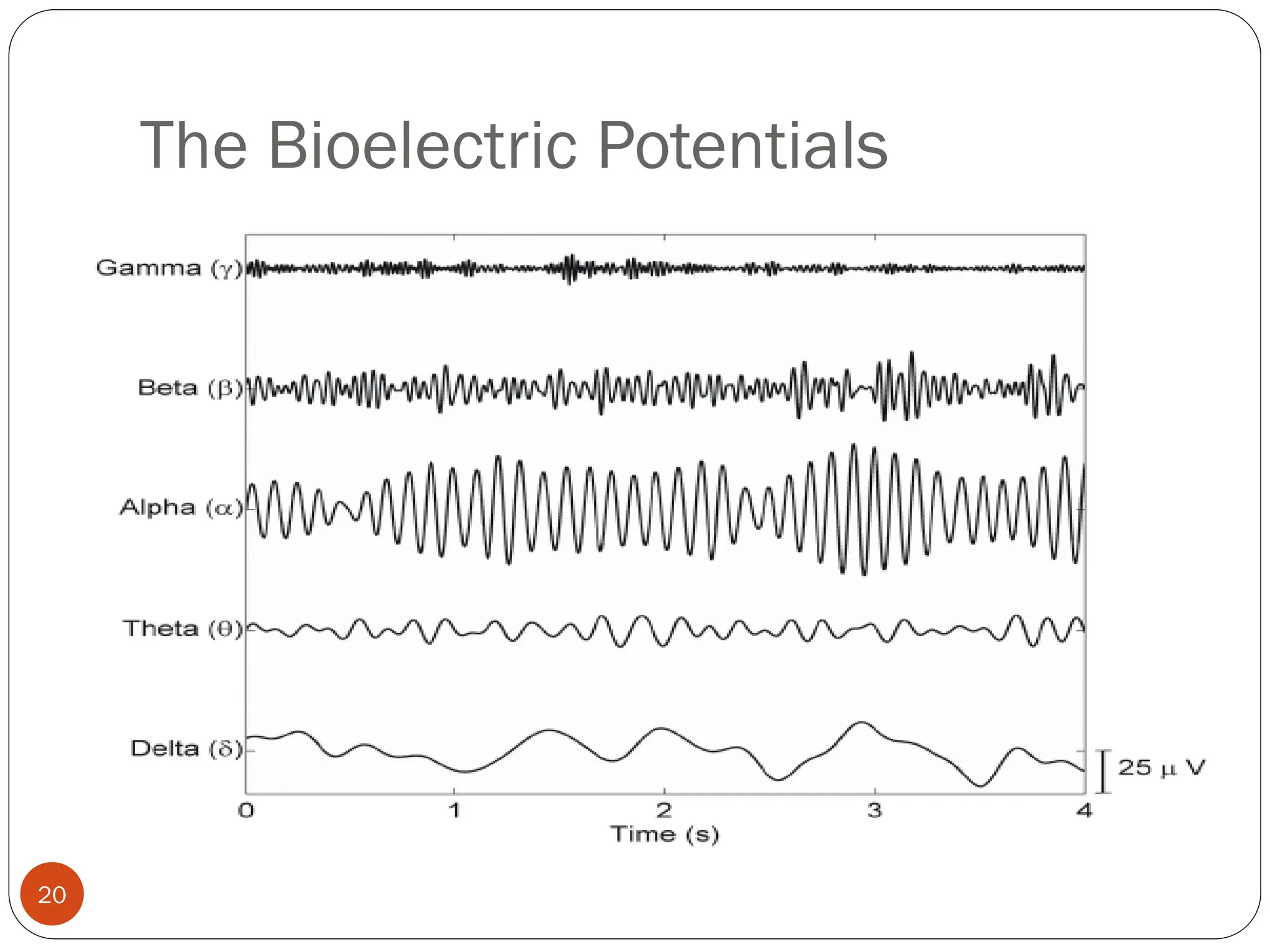 The Bioelectric Potentials
20
 