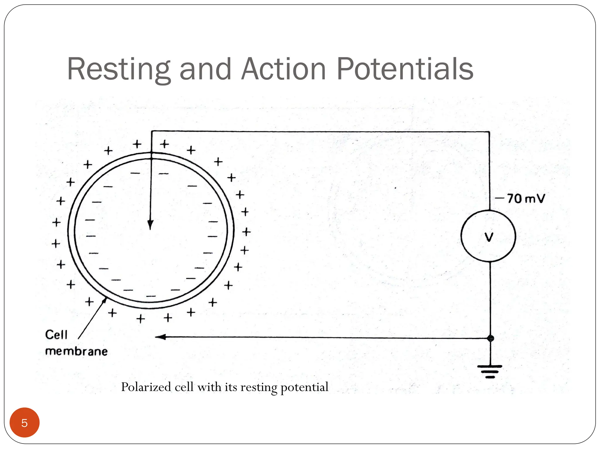 Resting and Action Potentials
Polarized cell with its resting potential
5
 