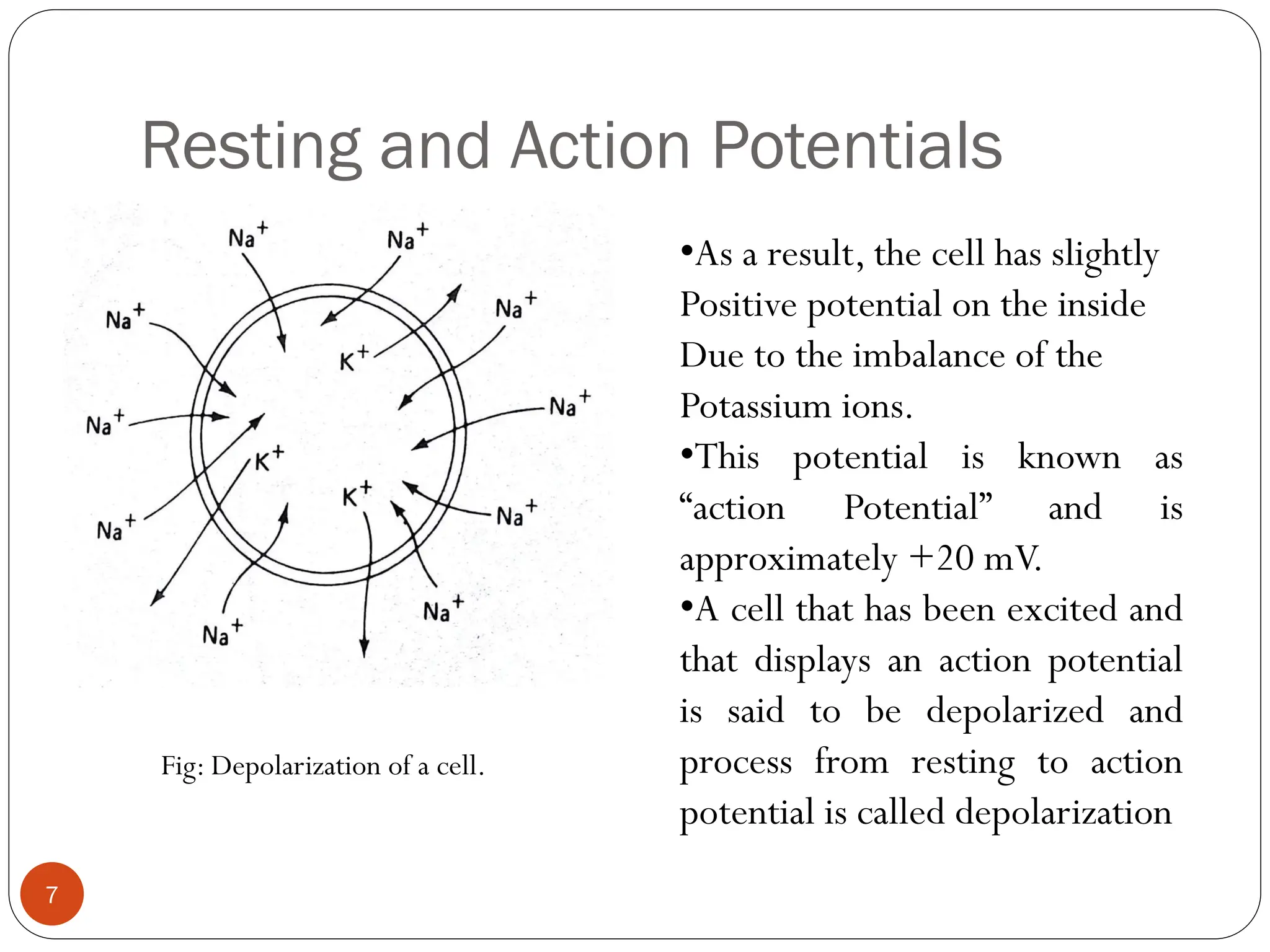 Resting and Action Potentials
Fig: Depolarization of a cell.
•As a result, the cell has slightly
Positive potential on the inside
Due to the imbalance of the
Potassium ions.
•This potential is known as
“action Potential” and is
approximately +20 mV.
•A cell that has been excited and
that displays an action potential
is said to be depolarized and
process from resting to action
potential is called depolarization
7
 