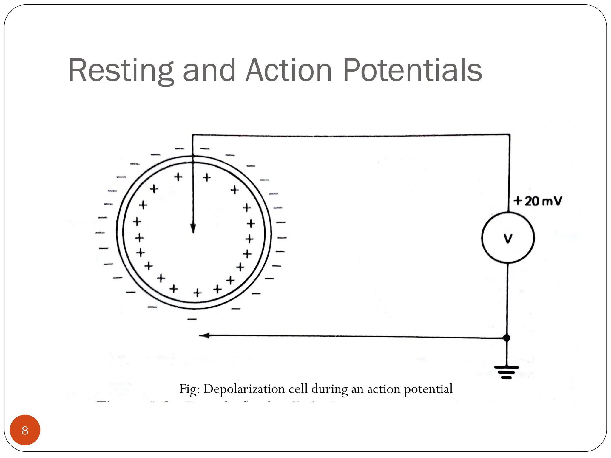 Resting and Action Potentials
Fig: Depolarization cell during an action potential
8
 