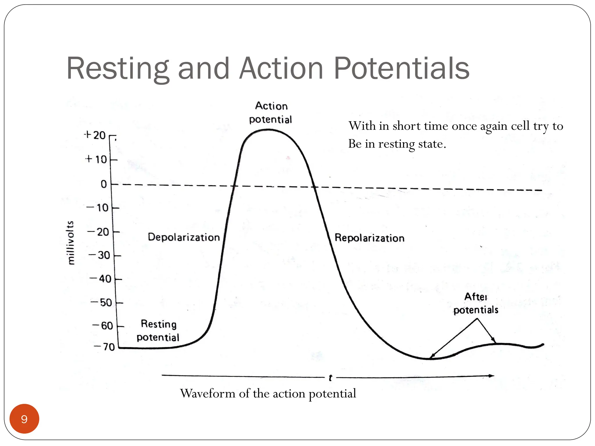 Resting and Action Potentials
With in short time once again cell try to
Be in resting state.
Waveform of the action potential
9
 