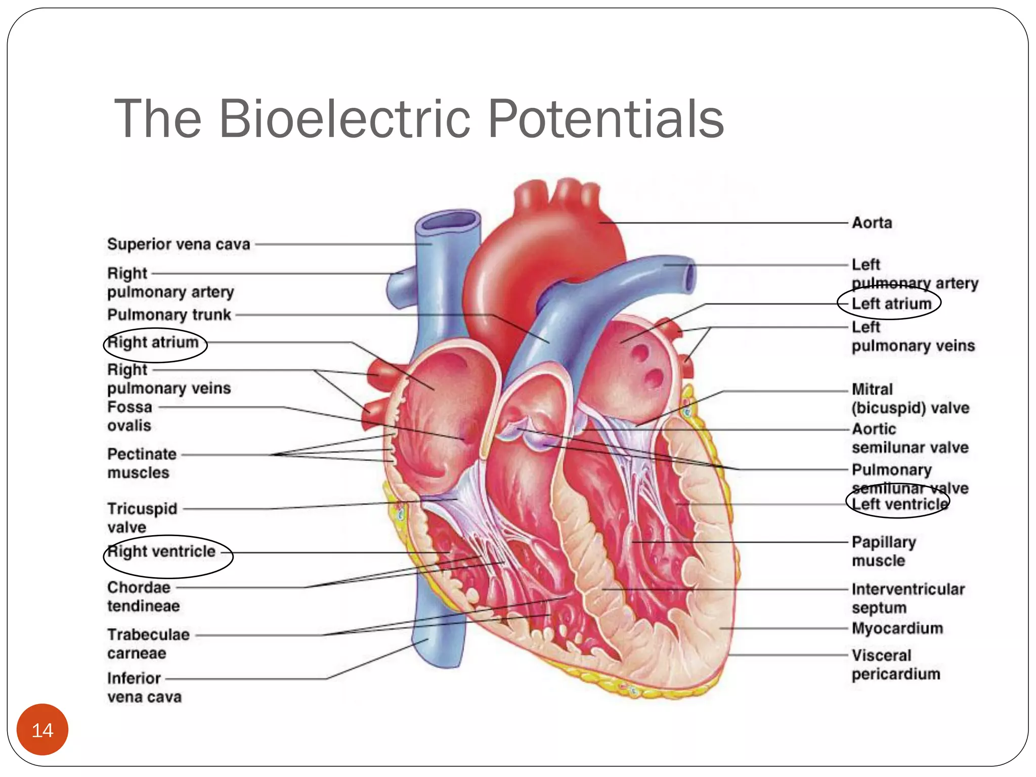 The Bioelectric Potentials
14
 