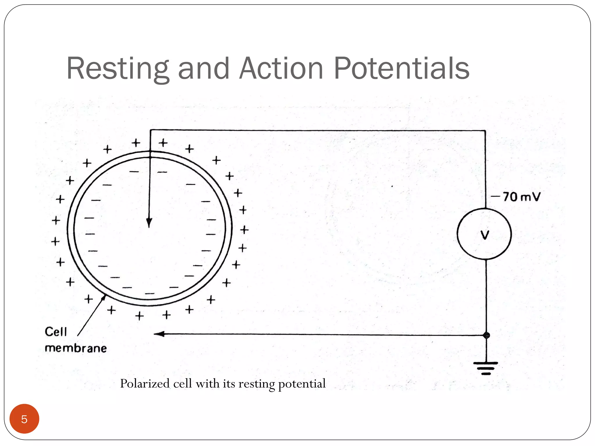 Resting and Action Potentials
Polarized cell with its resting potential
5
 