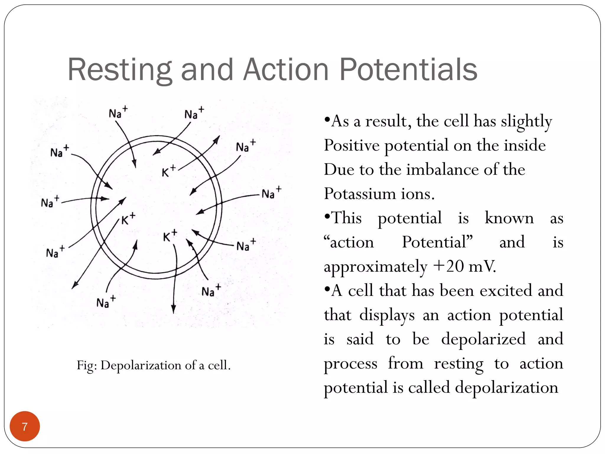 Resting and Action Potentials
Fig: Depolarization of a cell.
•As a result, the cell has slightly
Positive potential on the inside
Due to the imbalance of the
Potassium ions.
•This potential is known as
“action Potential” and is
approximately +20 mV.
•A cell that has been excited and
that displays an action potential
is said to be depolarized and
process from resting to action
potential is called depolarization
7
 