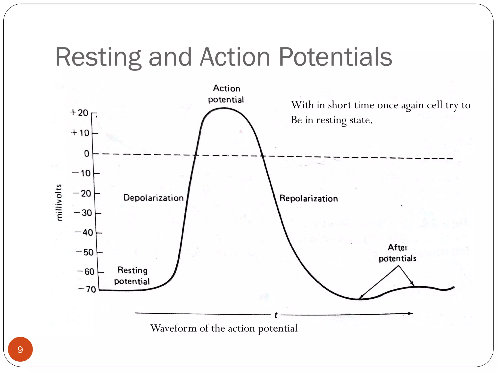 Resting and Action Potentials
With in short time once again cell try to
Be in resting state.
Waveform of the action potential
9
 
